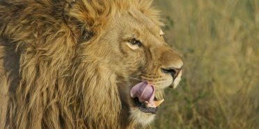 Capa do post malha fina: emails